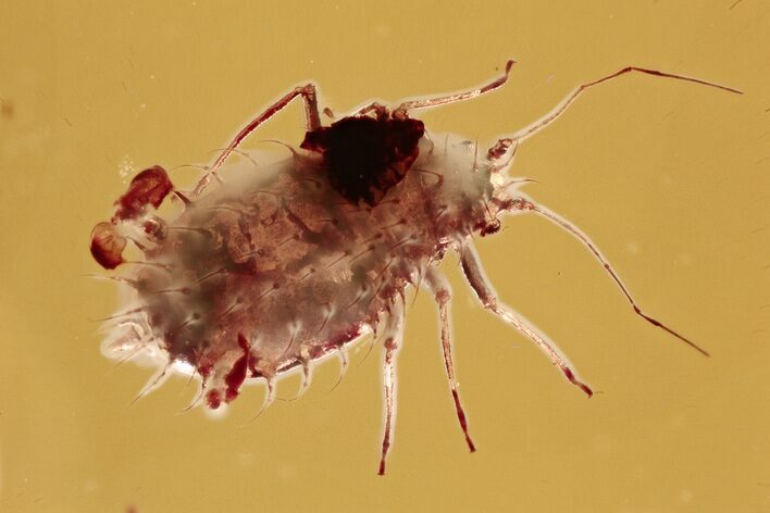 Detailed Fossil Spiny Aphid (Aphidoidea) in Baltic Amber #296981